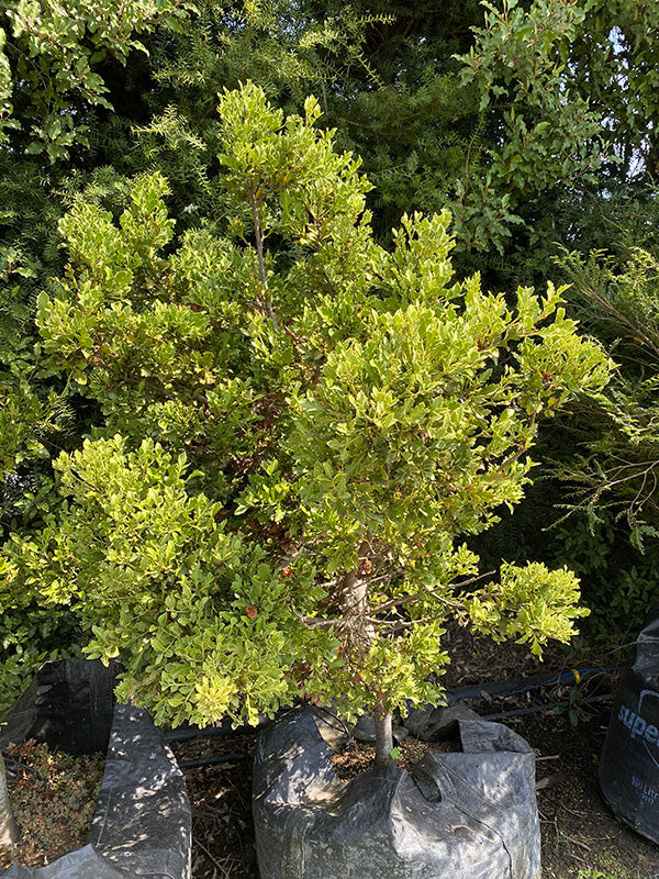 Mountain Toatoa (Phyllocladus alpinus)