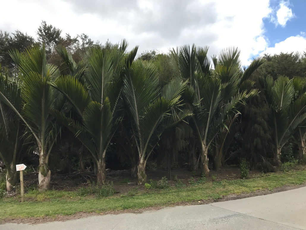 Nikau Pitt Island (Rhopalostylis sapida)