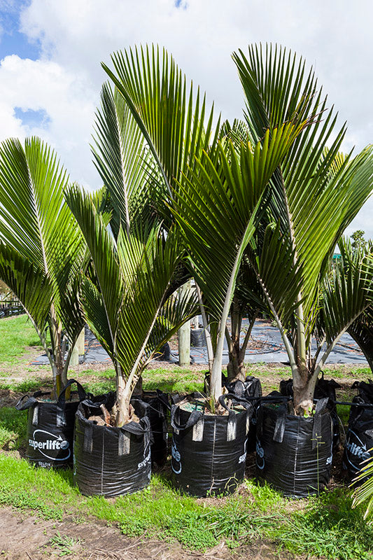 Nikau Pitt Island (Rhopalostylis sapida)