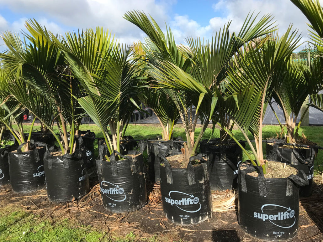 Nikau Pitt Island (Rhopalostylis sapida)