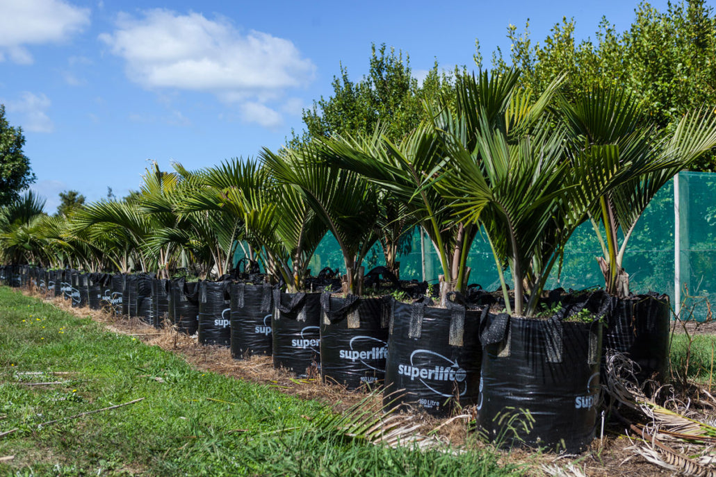 Nikau Pitt Island (Rhopalostylis sapida)