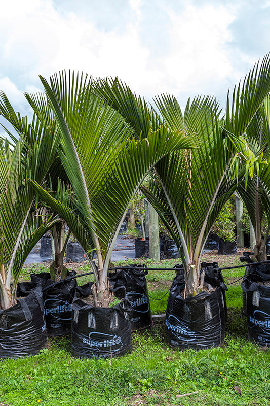Nikau Pitt Island (Rhopalostylis sapida)