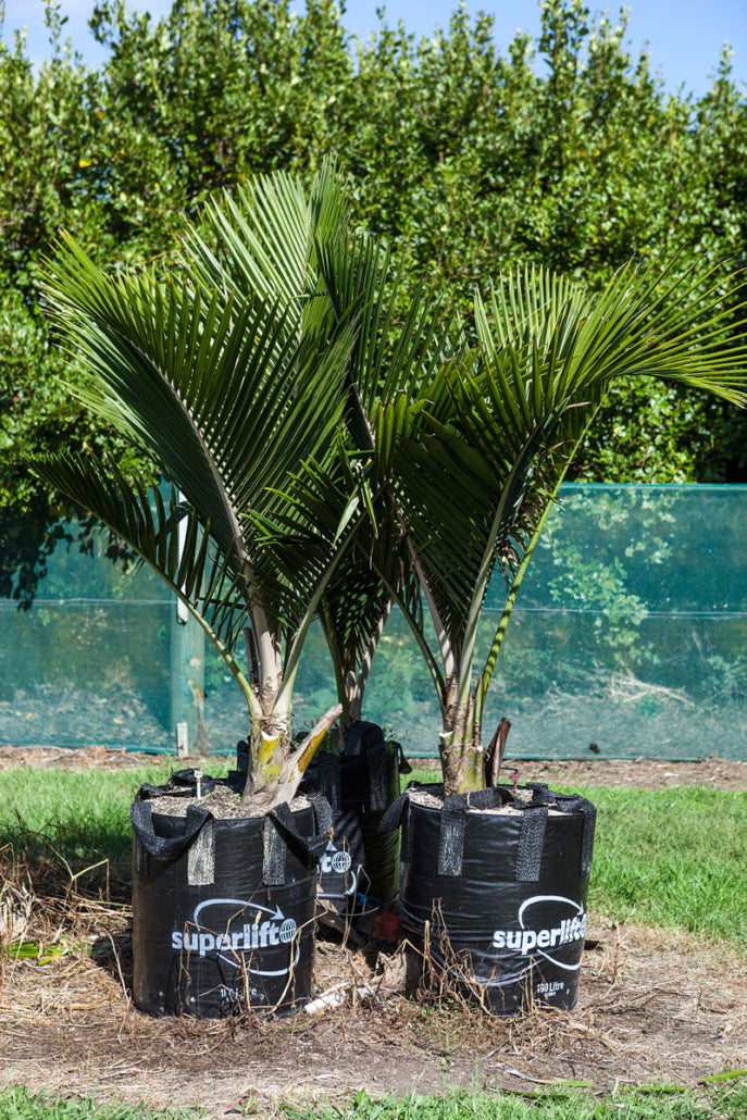 Nikau Pitt Island (Rhopalostylis sapida)