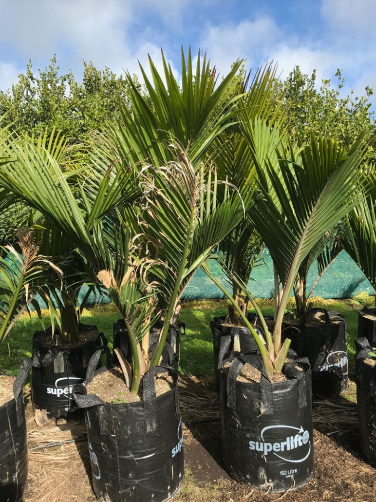 Nikau Pitt Island (Rhopalostylis sapida)