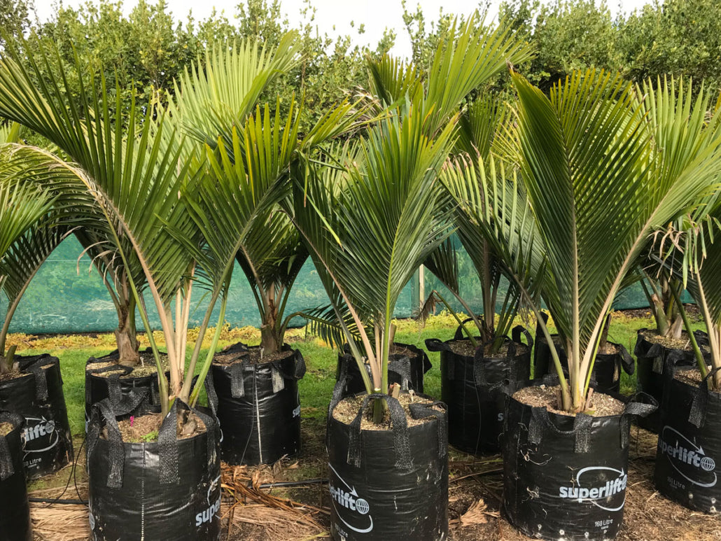 Nikau Pitt Island (Rhopalostylis sapida)