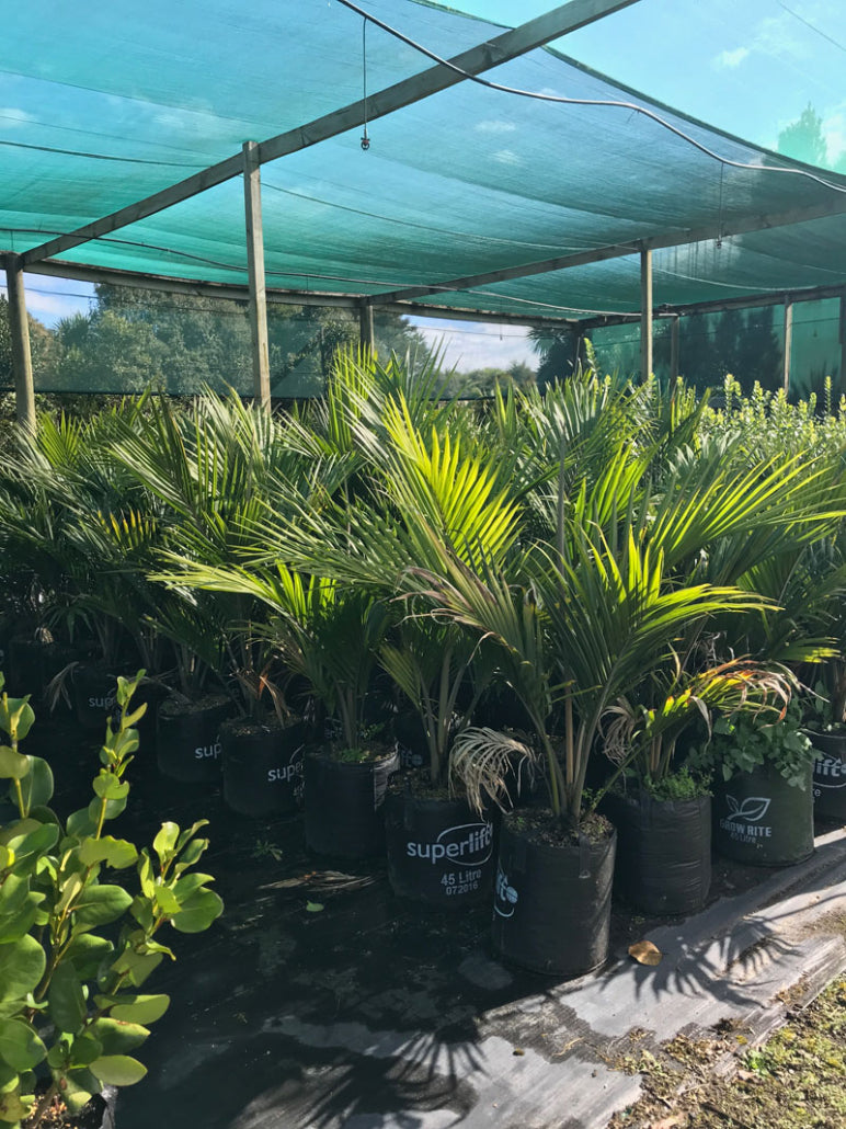 Nikau Pitt Island (Rhopalostylis sapida)