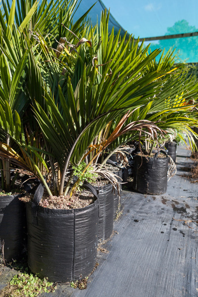 Nikau Pitt Island (Rhopalostylis sapida)
