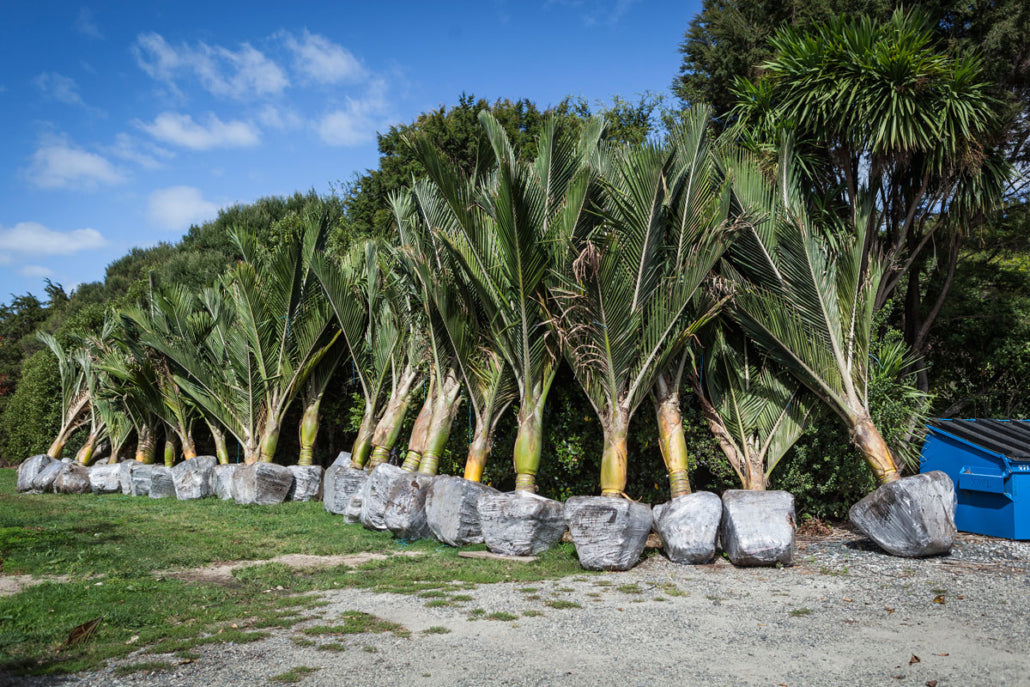 Nikau Pitt Island (Rhopalostylis sapida)