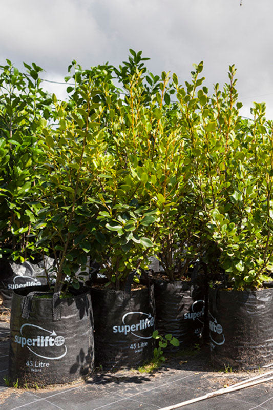 Papauma (Griselinia littoralis)