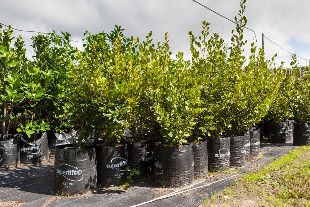 Papauma (Griselinia littoralis)