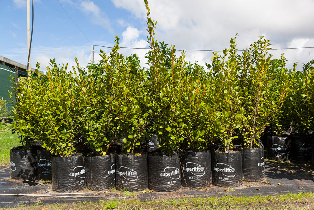 Papauma (Griselinia littoralis)