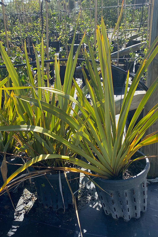 Harakeke Flax (Phormium cookianum)