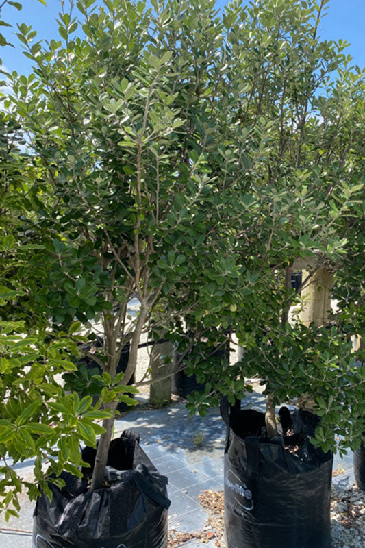 Pittosporum Karo (Pittosporum crassifolium)