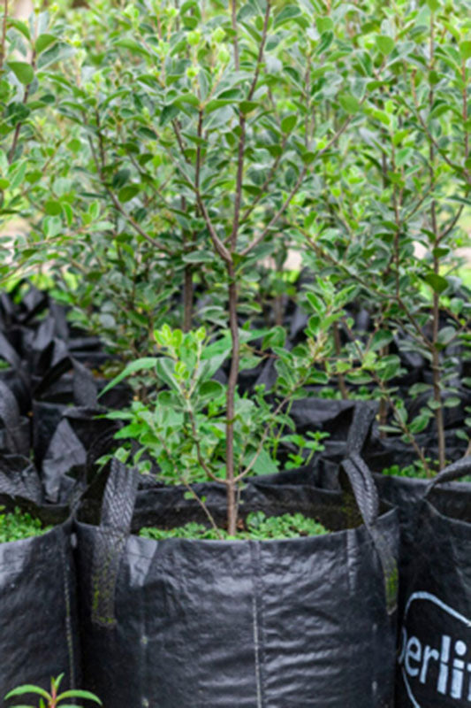 Pittosporum Stephens Island (Pittosporum ralphii)