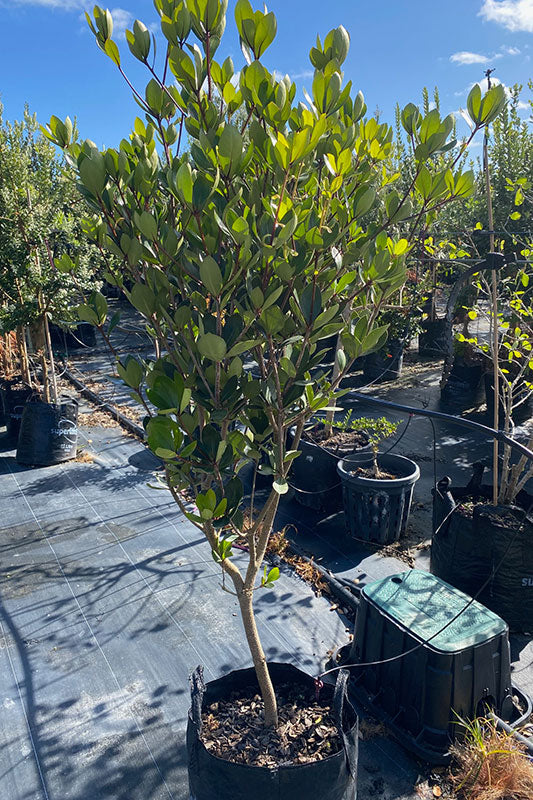 Pittosporum cornifolium Roimata