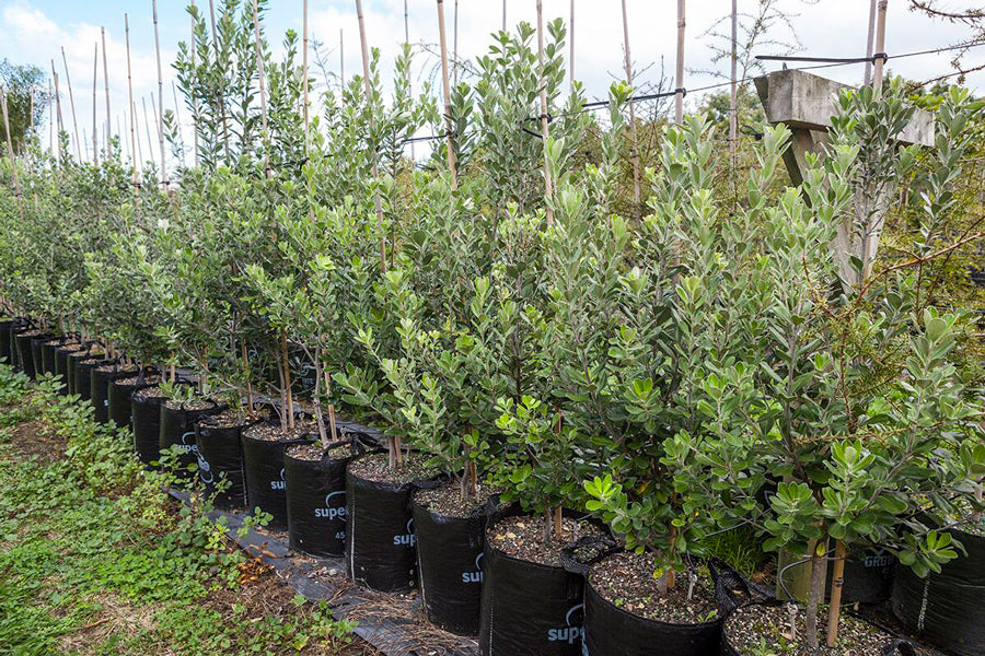 Pittosporum Karo (Pittosporum crassifolium)