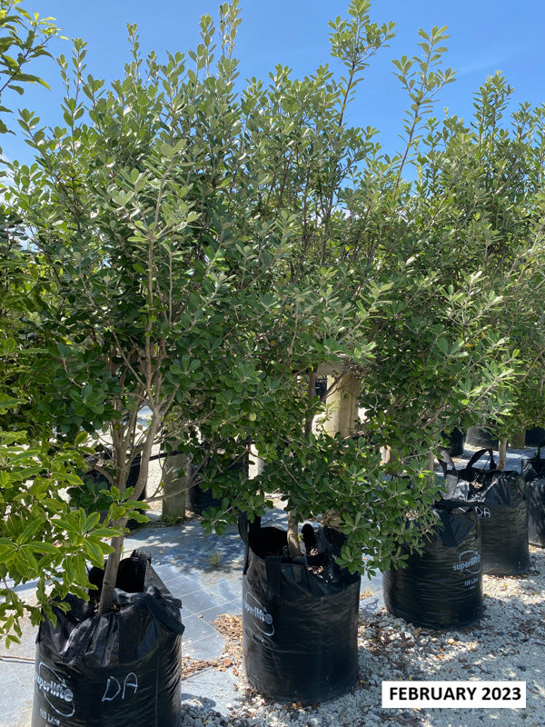 Pittosporum Karo (Pittosporum crassifolium)