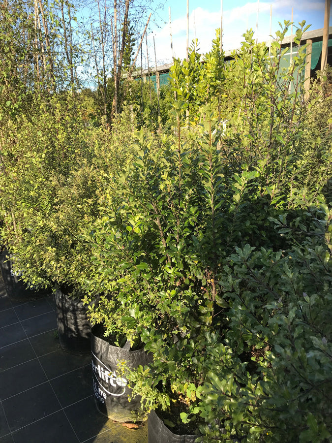 Pittosporum Kohuhu (Pittosporum tenuifolium)