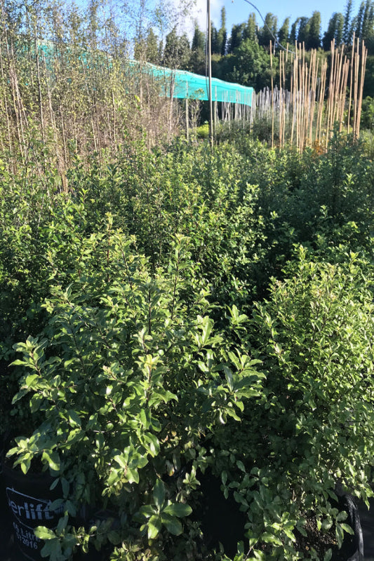 Pittosporum Kohuhu (Pittosporum tenuifolium)