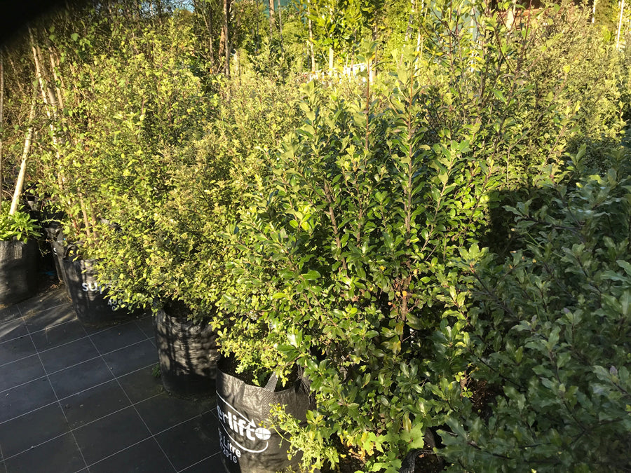 Pittosporum Kohuhu (Pittosporum tenuifolium)