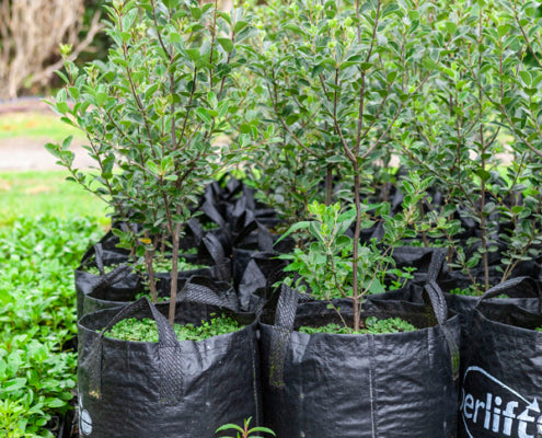Pittosporum Stephens Island (Pittosporum ralphii)