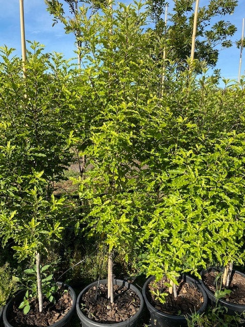 Pittosporum eugenioides Tarata (Pittosporum eugenioides)