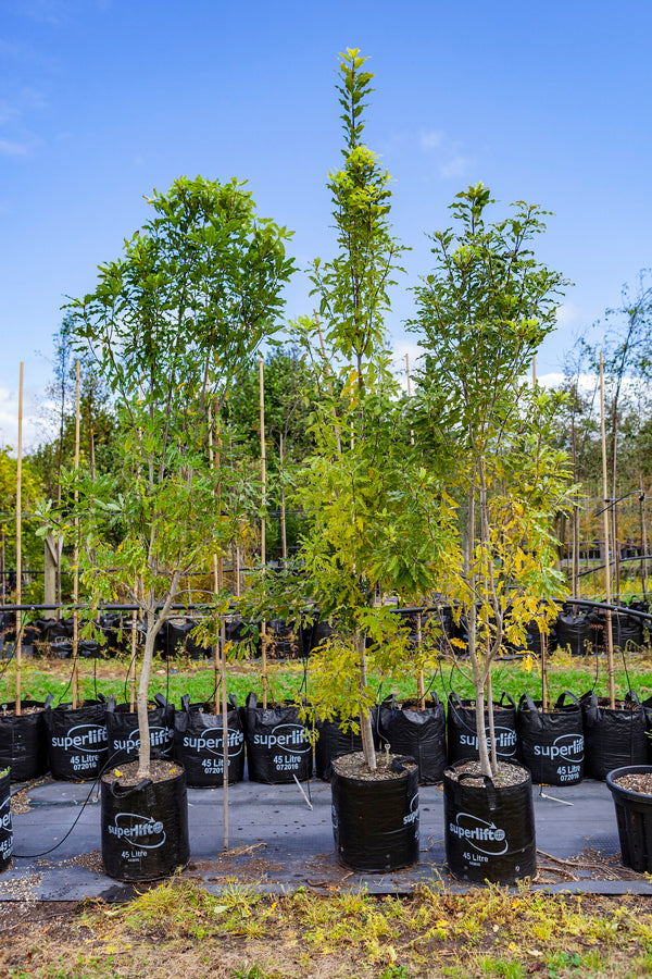 Pittosporum eugenioides Tarata (Pittosporum eugenioides)