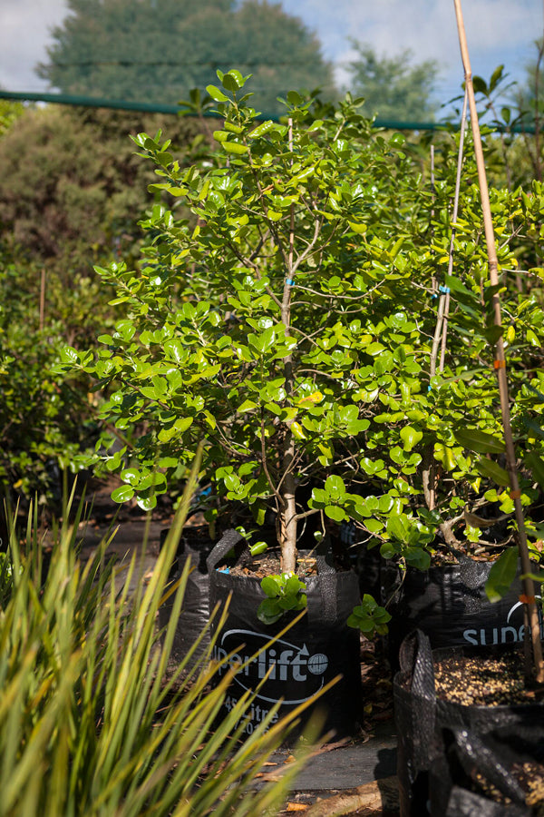 Pittosporum eugenioides Tarata (Pittosporum eugenioides)