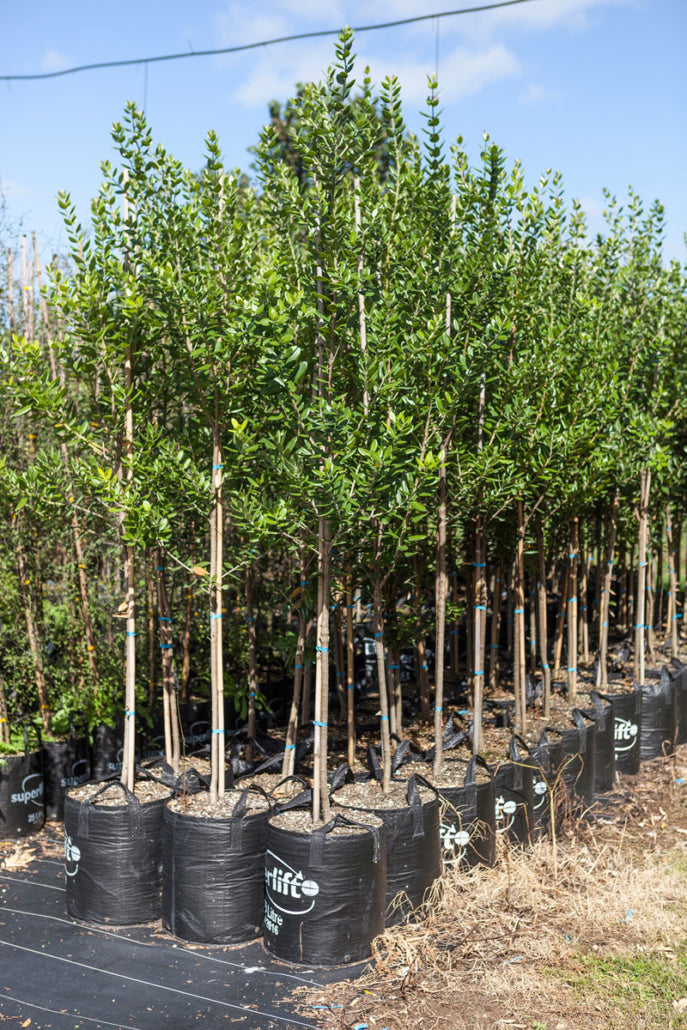 Pohutukawa Maori Princess (Metrosideros excelsa)