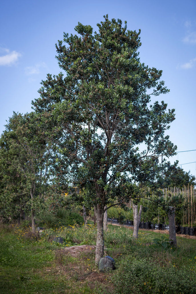Pohutukawa Maori Princess (Metrosideros excelsa)