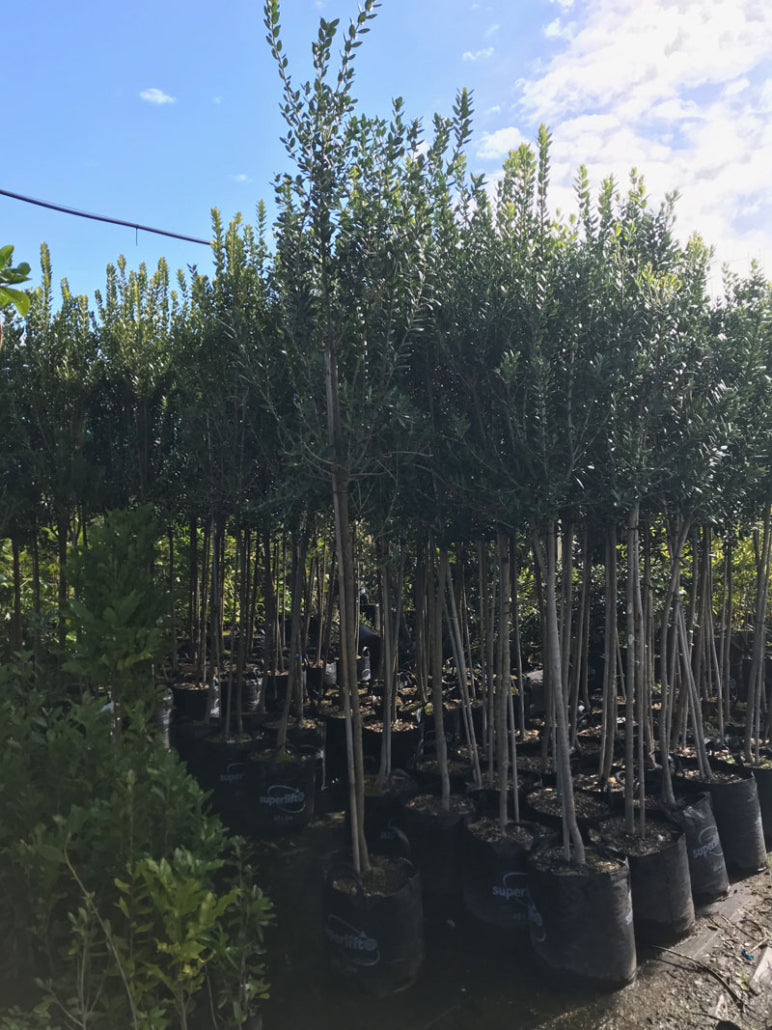 Pohutukawa Maori Princess (Metrosideros excelsa)