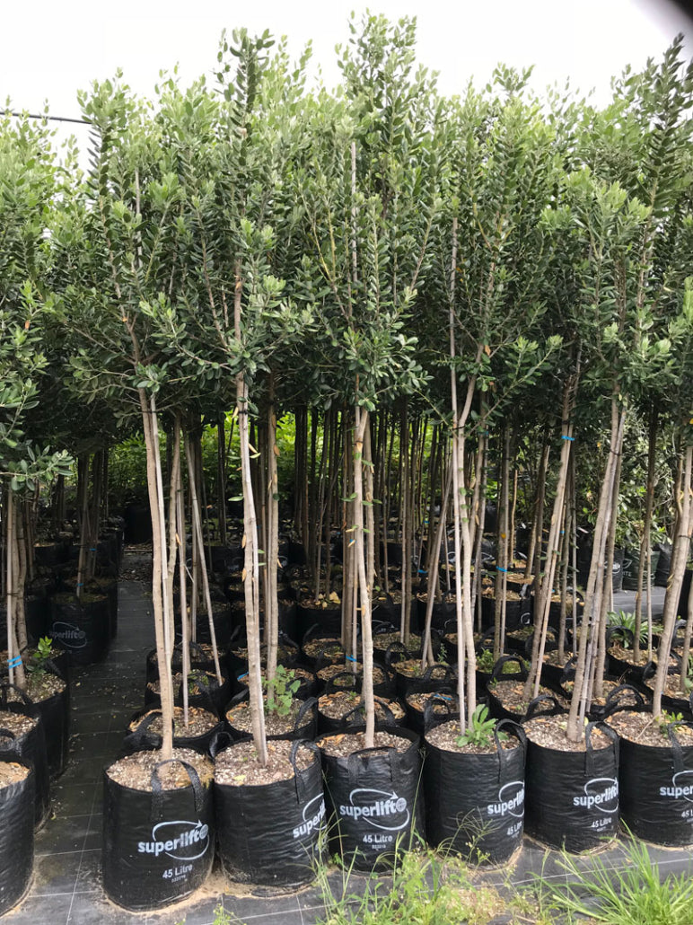 Pohutukawa Maori Princess (Metrosideros excelsa)