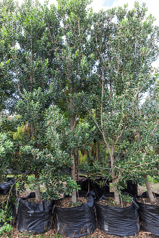 Pohutukawa Maori Princess (Metrosideros excelsa)