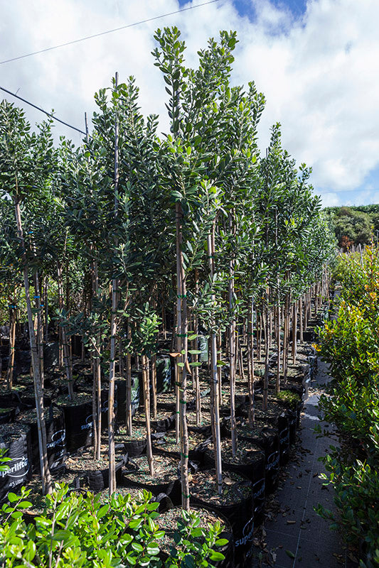 Pohutukawa Maori Princess (Metrosideros excelsa)