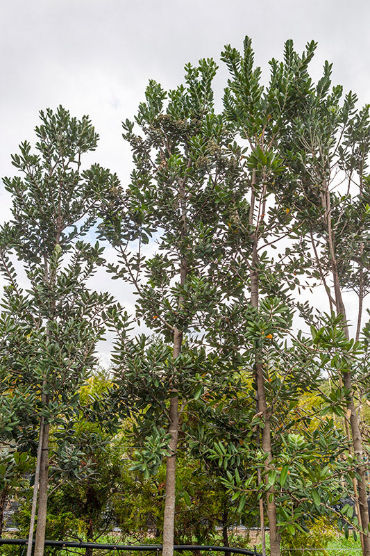 Pohutukawa Maori Princess (Metrosideros excelsa)