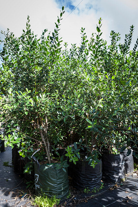 Pohutukawa (Metrosideros excelsa)
