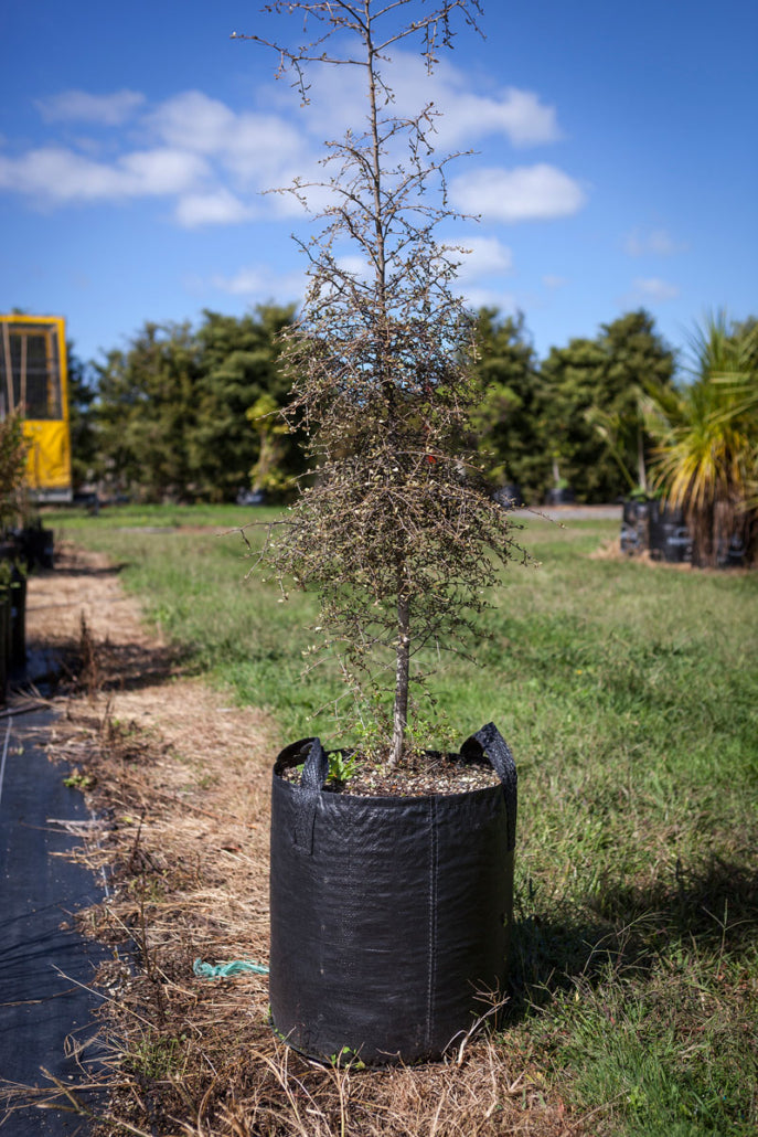 Pokaka (Elaeocarpus hookerianus)