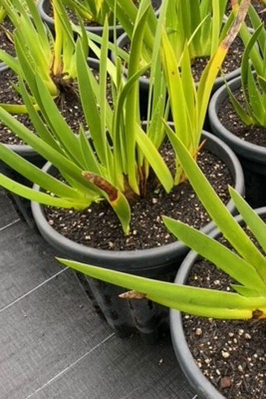 Poor Knights Lily (Xeronema callistemon)