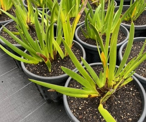 Poor Knights Lily (Xeronema callistemon)