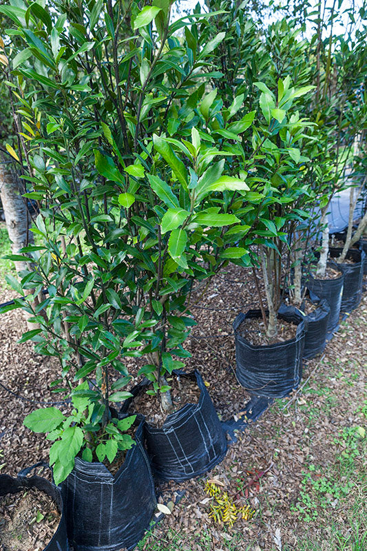 Porokaiwhiri (Hedycarya arborea)