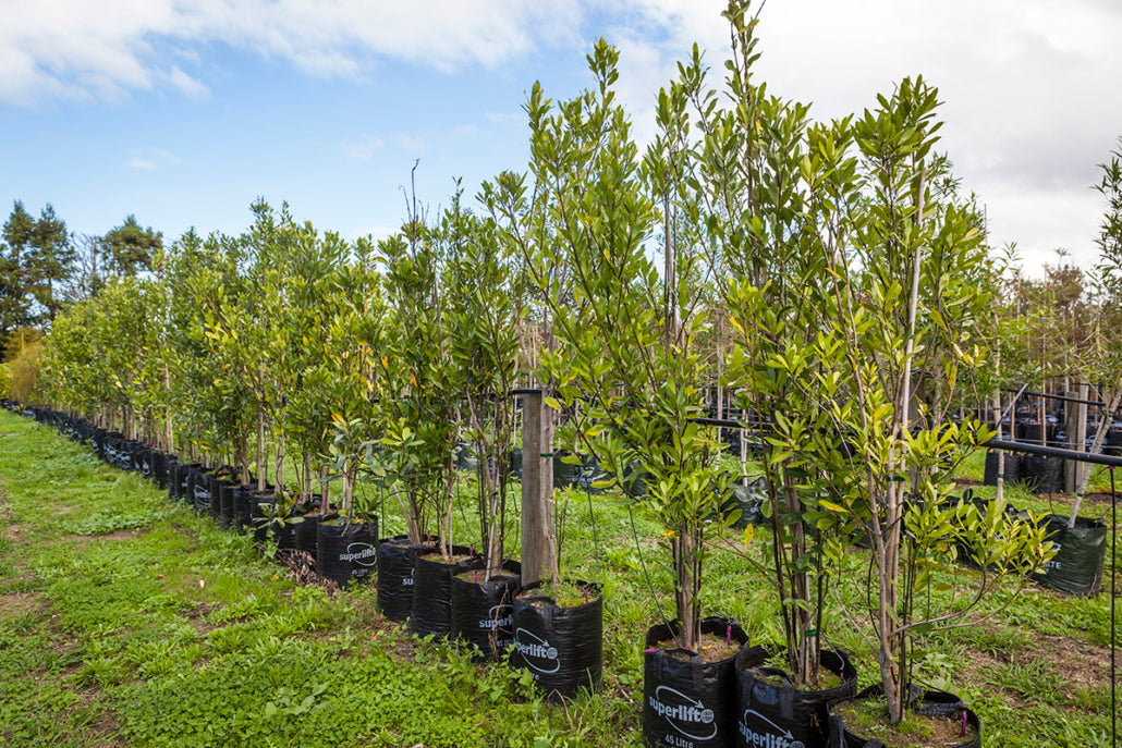 Porokaiwhiri (Hedycarya arborea)
