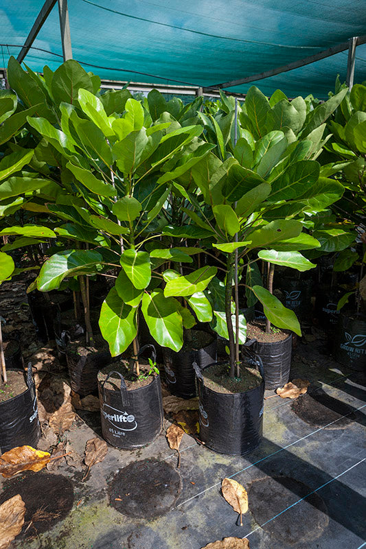 Puka (Meryta sinclairii)