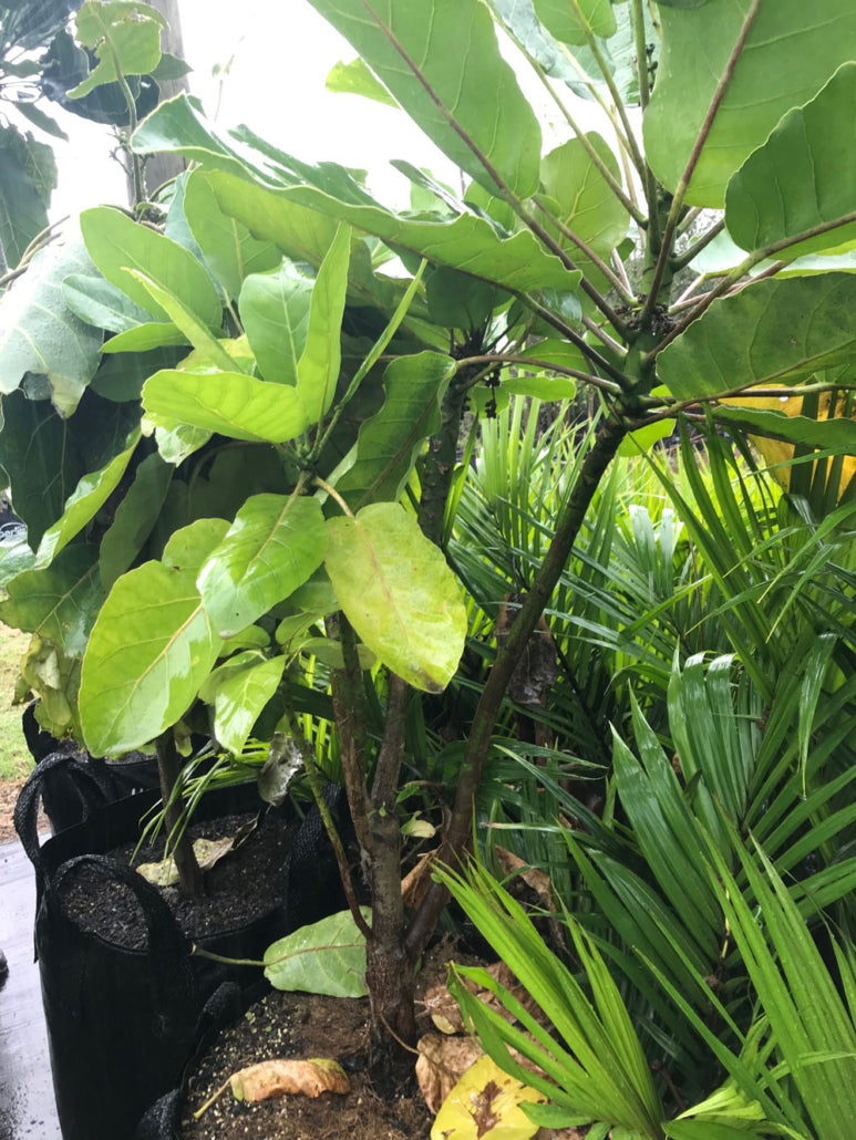 Puka (Meryta sinclairii)