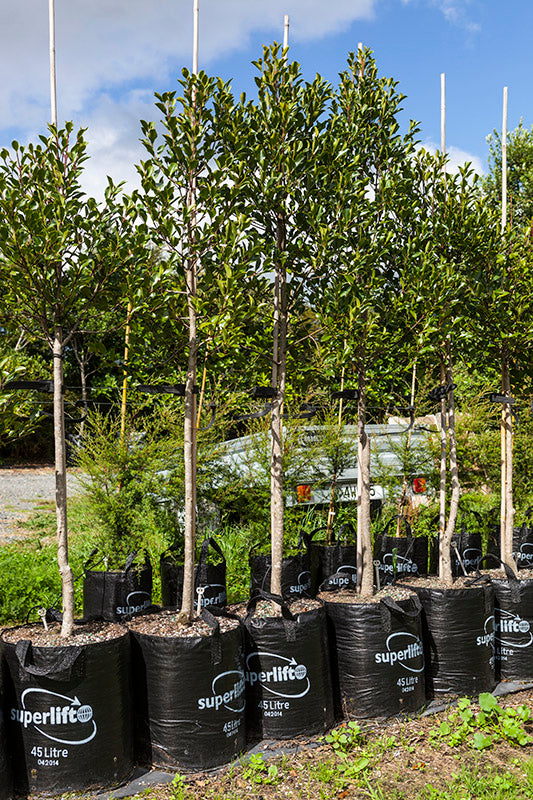 Pukatea (Laurelia novae zealandiae)