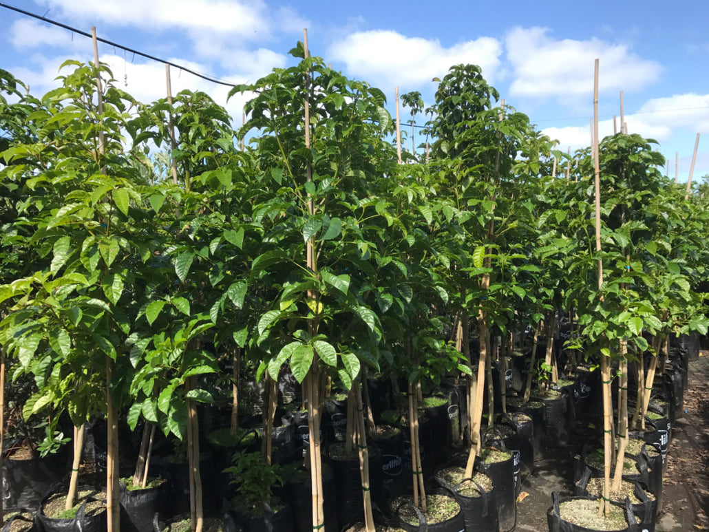 Puriri (Vitex lucens)