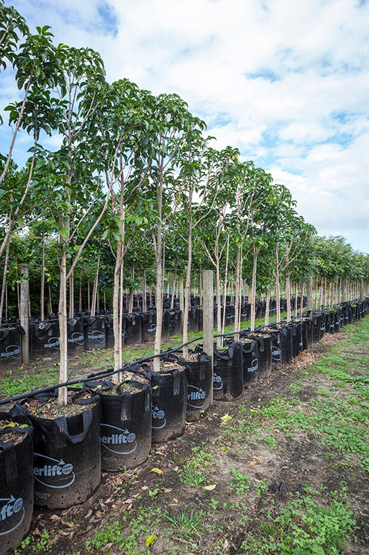 Puriri (Vitex lucens)