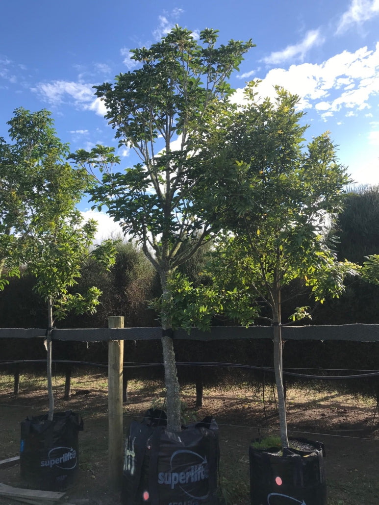 Puriri (Vitex lucens)