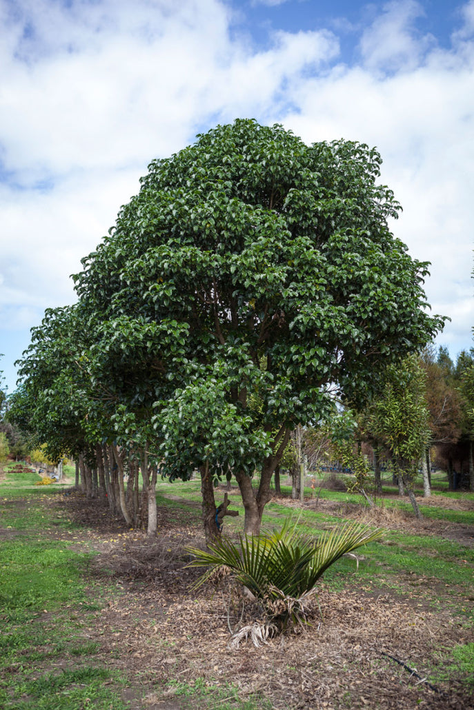 Puriri (Vitex lucens)
