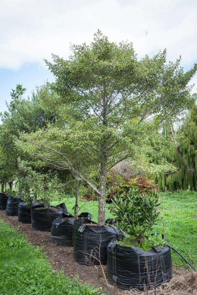 Putaputaweta (Carpodetus serratus) 