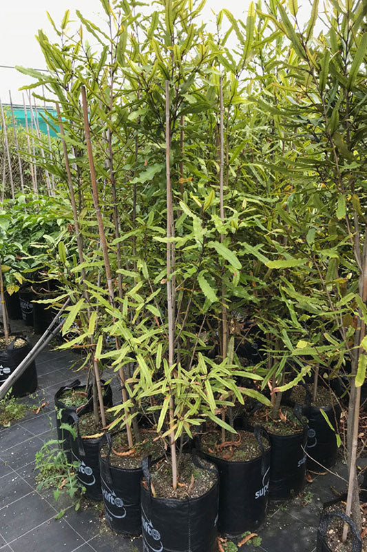 Rewarewa (Knightia excelsa)